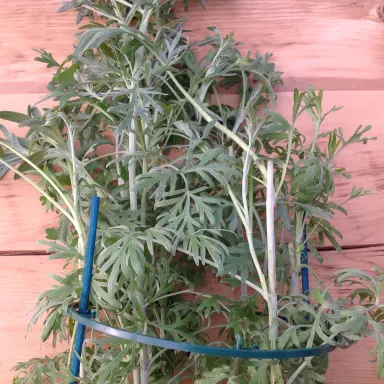 Wormwood