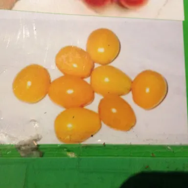 Yellow Plum